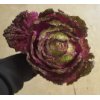 Purple chinese cabbage