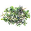 Purslane