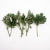 Rose Geranium