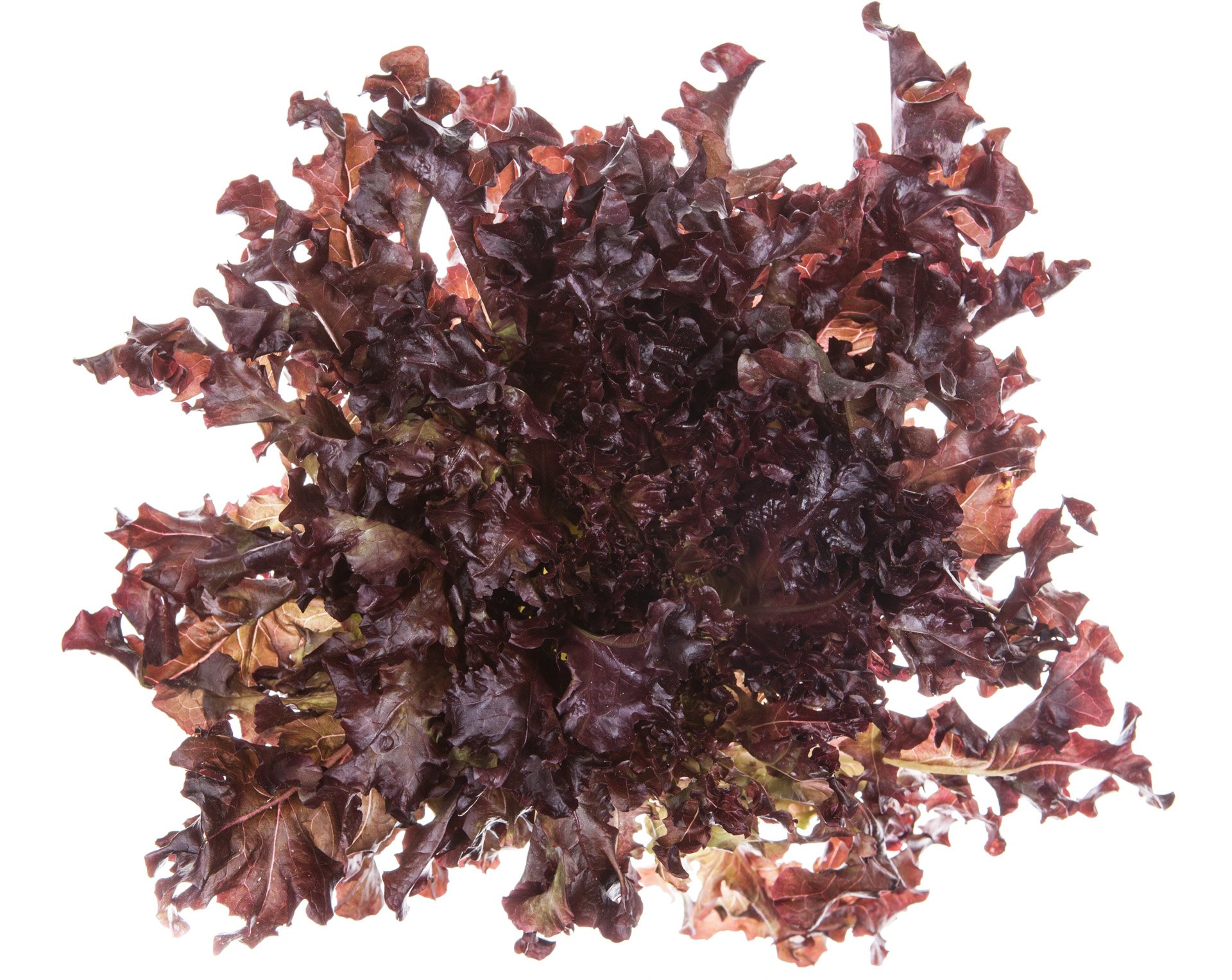 Red oak leaf lettuce