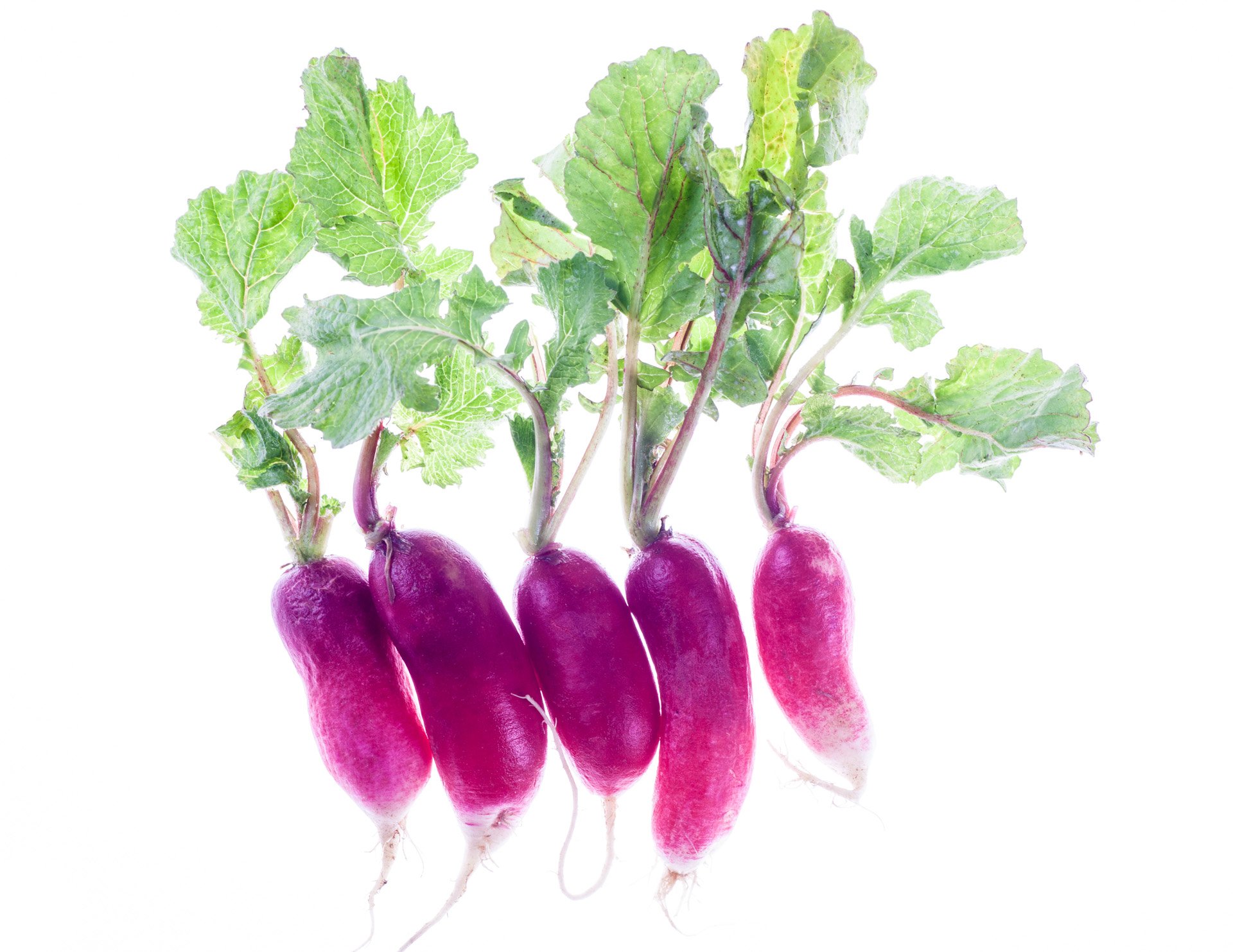 French radish