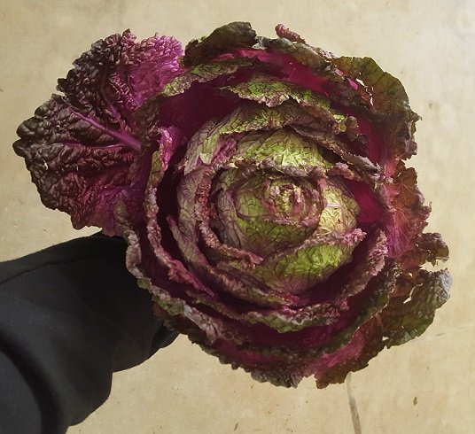 Purple chinese cabbage