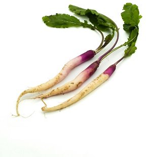 Pencil radish