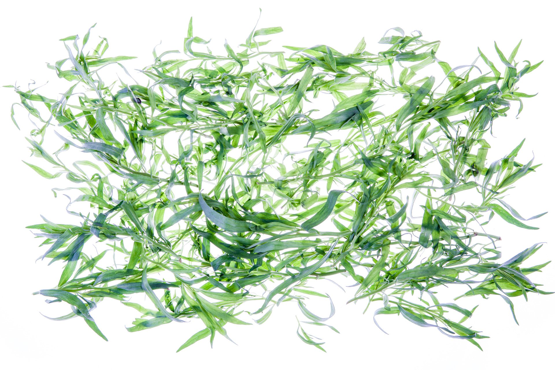 Tarragon