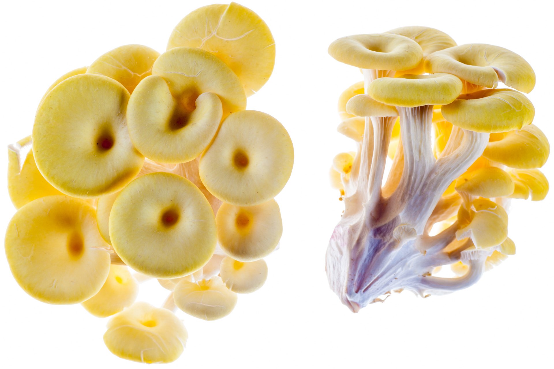 Yellow oyster mushrooms