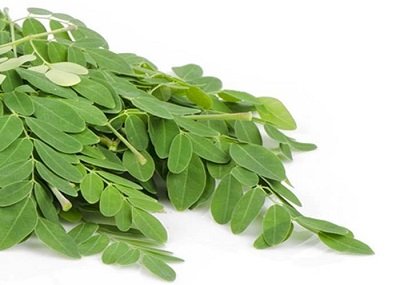 Moringa leaves