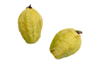 Guava