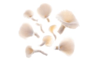 White oyster mushrooms