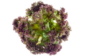 Lola rosa lettuce