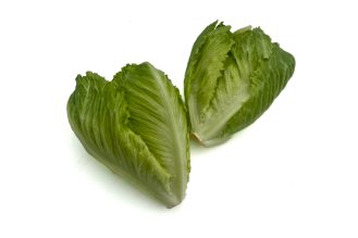 Lalique lettuce