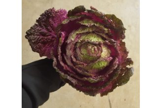 Purple chinese cabbage