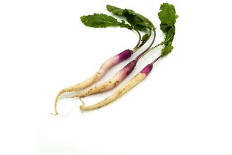 Pencil radish