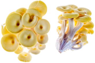 Yellow oyster mushrooms