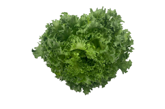 Lalique lettuce